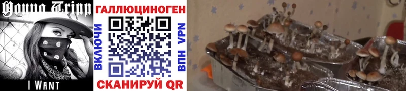 хочу   Белово  Псилоцибиновые грибы мухоморы 